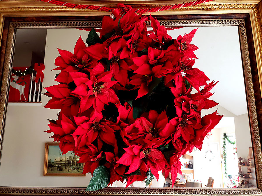 Poinsettia