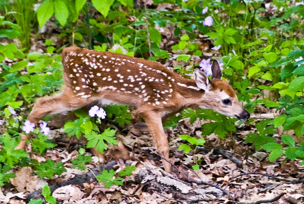 Baby Deer