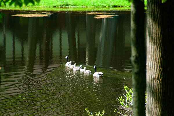 Geese in Line