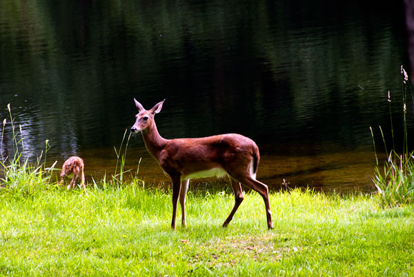 Mama and Fawn