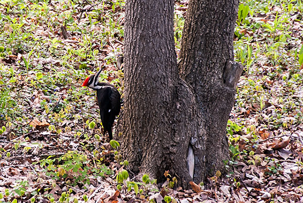 Pileated