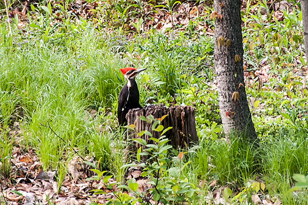 Pileated