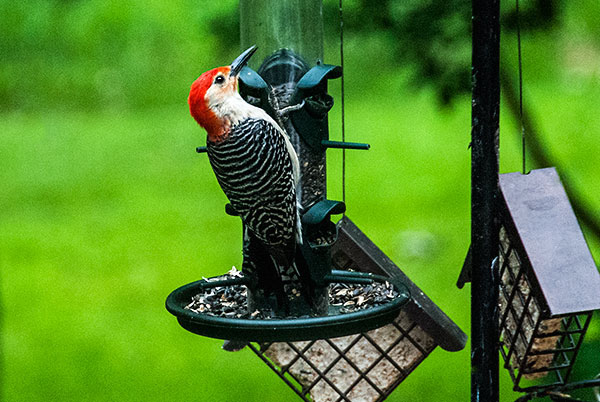 Red-bellied Woodpecker