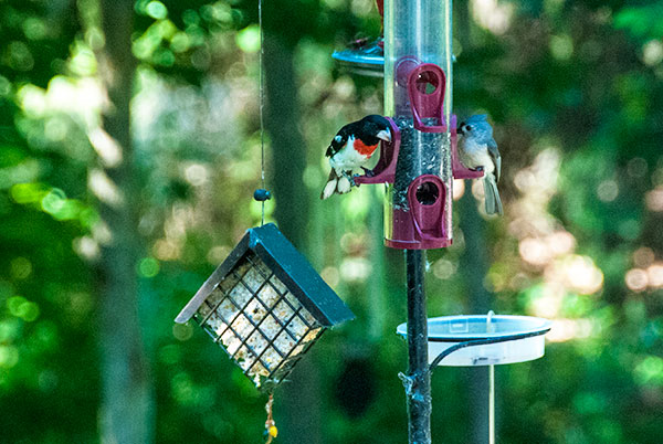 Rose-Breasted Grossbeak and friend