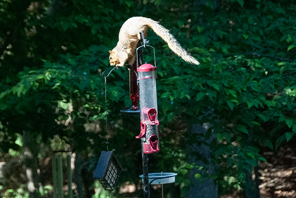 Squirrel-Proof Feeder