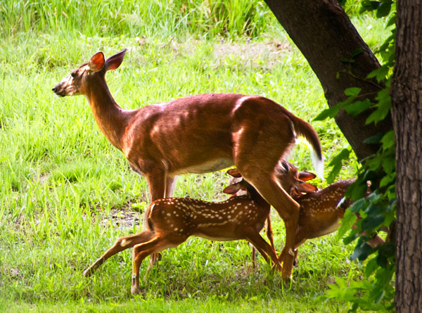 Triplets Nursing