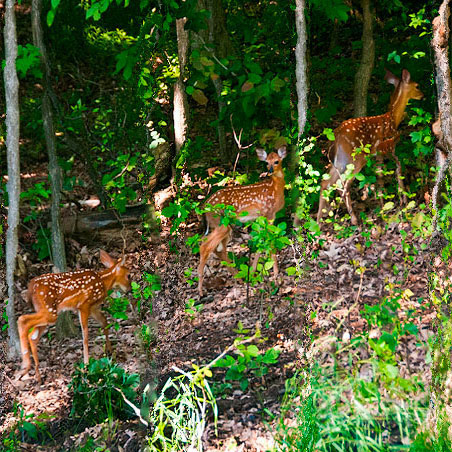 Triplets hunting