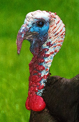 Turkey Head