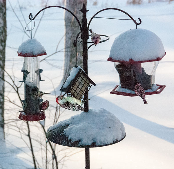 Redbelly Woodpecker