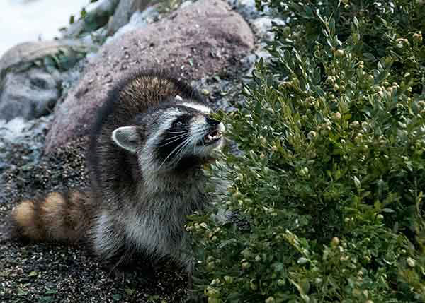 Raccoon