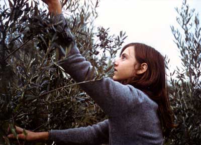 Cheri picking olives