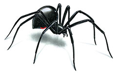 Black Widow Spider