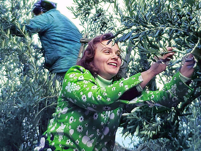Phyllis picking olives in Tuscany