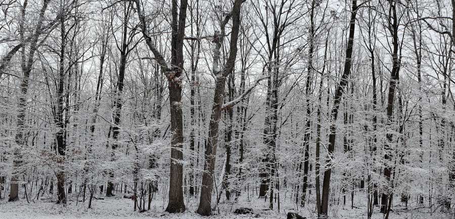 Our Snowy Woods
