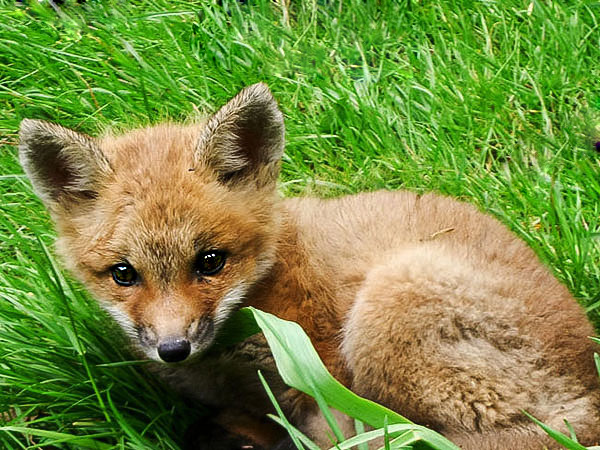 Baby Fox