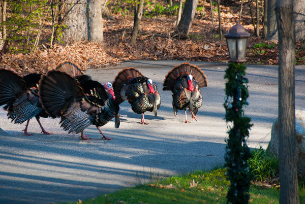 Turkeys on Parade