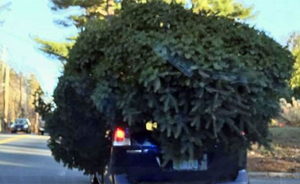 Car Tree