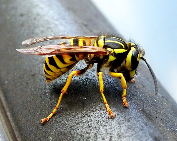 Yellow Jacket