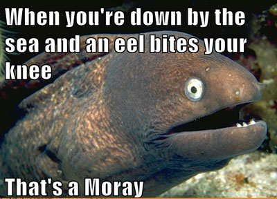 That's a moray